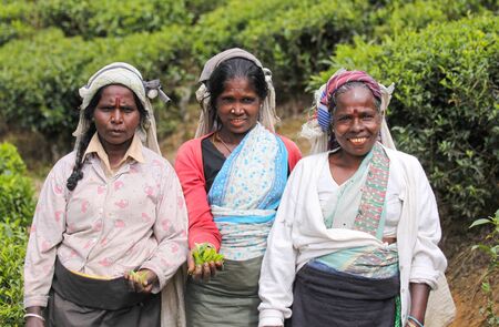 NUWARA ELIYA, SRI LANKA -04 JANUARY 2012: Tamil smiling women from Sri Lanka breaks tea leaves on tea plantation with the traditional tea plucking methodのeditorial素材