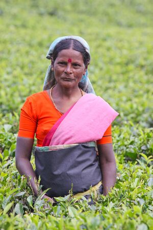 NUWARA ELIYA, SRI LANKA -04 JANUARY 2012: Tamil smiling woman from Sri Lanka breaks tea leaves on tea plantation with the traditional tea plucking methodのeditorial素材
