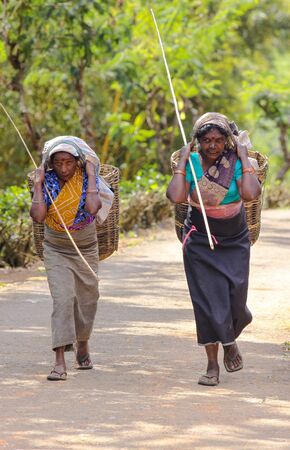 NUWARA ELIYA, SRI LANKA -04 JANUARY 2012: Tamil smiling woman from Sri Lanka breaks tea leaves on tea plantation with the traditional tea plucking methodのeditorial素材