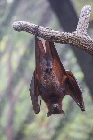 Fruit bat also known as flying fox with big leather wings hanging upside down swinging on tree...