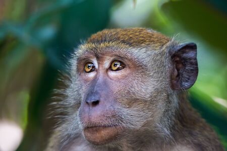 Portrait of bored and thoughtful monkey with bright yellow eyes. Crab-eating macaque or the long-tailed macaque sitting on the tree. Singapore.の写真素材