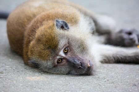 Portrait of bored monkey with bright yellow eyes looking in camera. Crab-eating macaque or the...