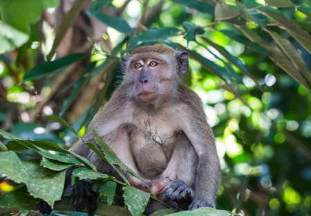Portrait of bored and thoughtful monkey with bright yellow eyes. Crab-eating macaque or the...
