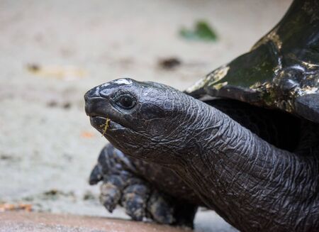 Closeup portrait of Galapagos giant tortoise ,Chelonoidis nigra, with bright black eyes looking curiouslyの写真素材