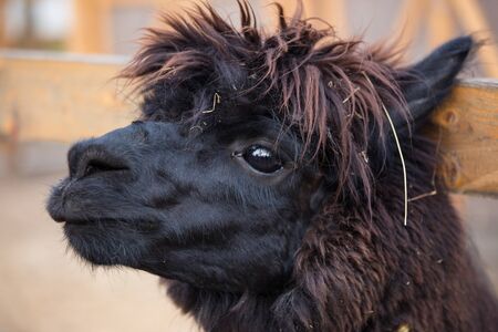 Closeup portrait of an adorable cute black curly shagged male alpaca with hurted eye looking through a fence .Vicugna pacos.の写真素材