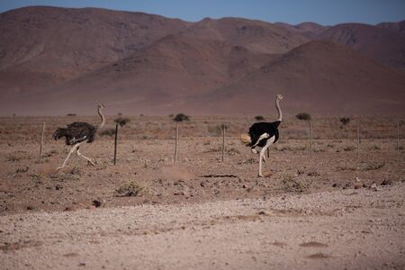 Two frightened thick ostriches running with high speed along the road in Namibia desert