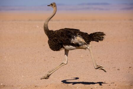 Frightened thick ostrich running with high speed along the road in Namibia desert