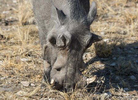 Closeup portrait of common gray warthog with big broken tusks standing in the grass in African savanna. Namibiaの写真素材