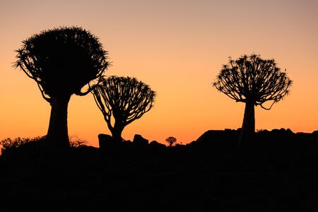 Silhouette of a quiver trees ,Aloe dichotoma, at orange sunset with carved branches on against the sun looking like a graphic design. Namibia.の写真素材