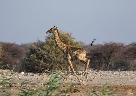 Frightened giraffe running away from predator over sandy plains of Etosha. Namibia. Africaの写真素材