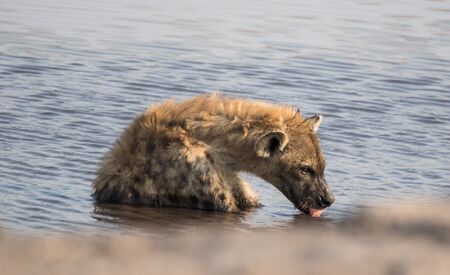 Dangerous spotted hyena sitting in pond and taking baths and waiting for a prey. Namibia . Africaの写真素材
