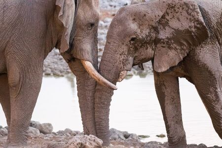 Large herd of elephants drinking water in waterhole gently touching each other with huge trunks. Africa. Namibia. Etosha national park.の写真素材