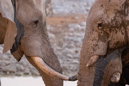 Large herd of elephants drinking water in waterhole gently touching each other with huge trunks....