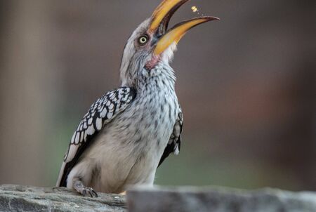 Portrait of a beautifull southern Yellow billed hornbill,Tockus leucomelas, with huge beak sitting...