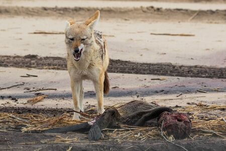 Hungry Black backed jackal eating killed seal cub and guarding catch standing on ocean coast. Namibiaの写真素材