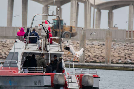 Walvis Bay, NAMIBIA -Sep 03 2019: Group of beautiful water bird Pink-backed Pelicans with yellow beak and gentle pink feathers sitting on ship deck and begging food from people without fear themのeditorial素材