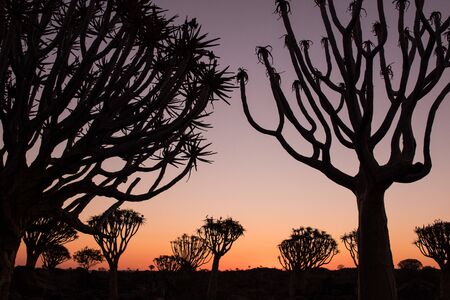 Silhouette of a quiver trees ,Aloe dichotoma, at orange sunset with carved branches on against the sun looking like a graphic design. Namibiaの写真素材