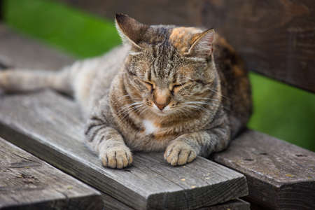 Close up portrait of cute striped cat with white paws and thick whiskers sleeping and seeing sweet dreams on wooden bench. Selective focus on noseの写真素材