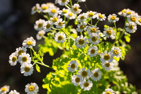 Chamomile flowers on a meadow in summerの写真素材