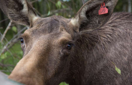 Closeup portrait of funny curious head of a moose or Eurasian elk with big brown eyes and nose.