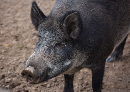 Portrait of male wild brown boar looking at cameraの写真素材