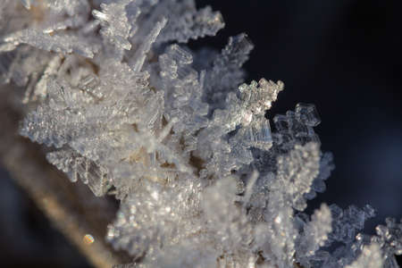 Brilliant hoarfrost on the branches and on green and yellow frozen autumn leaves. Natural snow...
