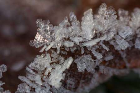 Brilliant hoarfrost on the branches and on green and yellow frozen autumn leaves. Natural snow crystals in winter.の写真素材