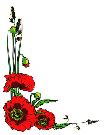 Poppies isolated on white, hand drawn vector illustrationのイラスト素材