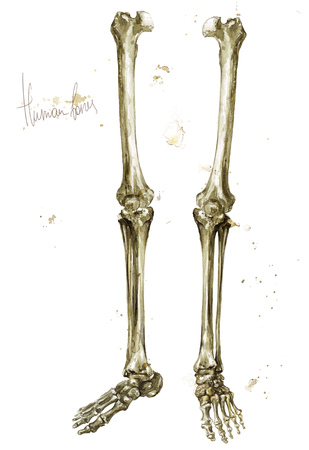 Human Bones. Watercolor Illustration.の写真素材