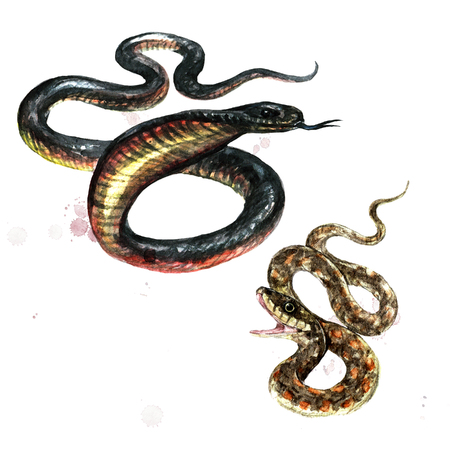 Snakes. Watercolor Illustration.の写真素材