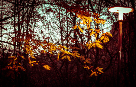 golden autumn in Novemberの写真素材