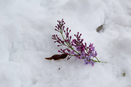 flower in the snowの写真素材