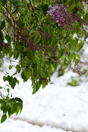 flowering in the snowの写真素材