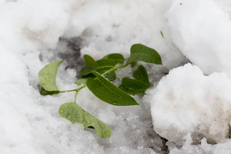 branch in the snowの写真素材