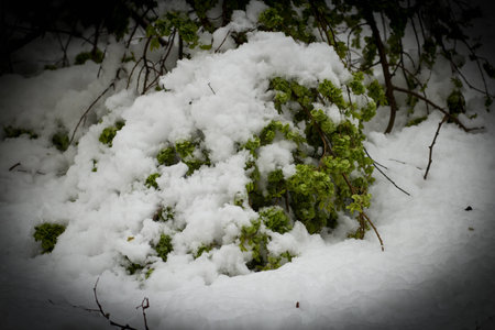 casting in the snowの写真素材