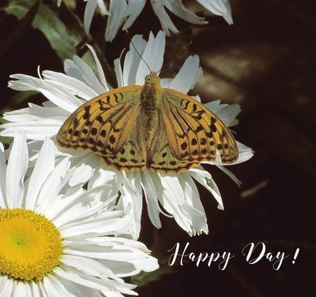 butterfly and camomile-englの写真素材