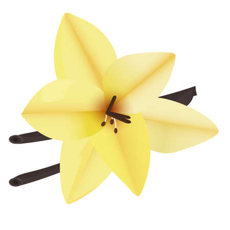 Vanilla flower isolated on white background. Vector illustration.のイラスト素材