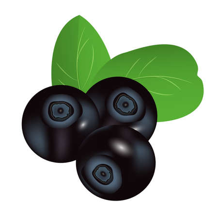 Bilberry isolated on a white background. Vector illustration.のイラスト素材
