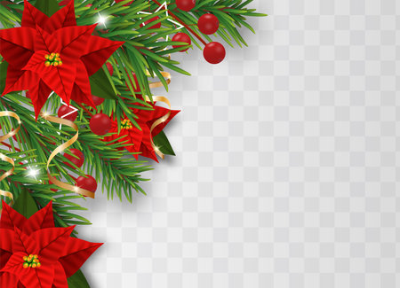 Christmas border decorations with fir branches, Christmas flowers poinsettia, holly berries and decorative ribbons. Design element for Xmas or New Year on transparent background. Vectorのイラスト素材