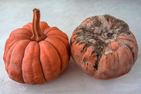 Black mold on the pumpkin. Rotten orange pumpkin. Spoiled food. Rotten foods. Moldy vegetable. Two...