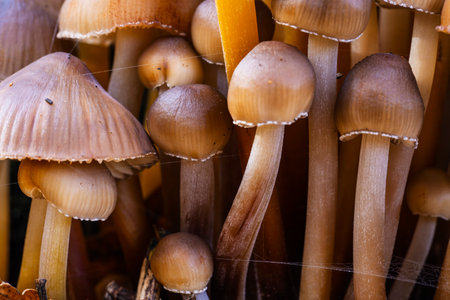 Mycena Tricholomataceae. Low depth of field. Morning light. Macro photo. Large group of mushrooms. Forest in autumn. Poisonous toadstool mushrooms.の写真素材