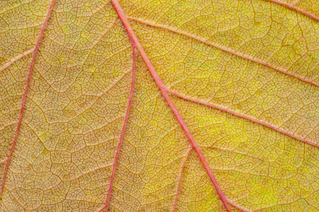 Macro photo of Autumn Foliage. Red and yellow Leaf texture close up. Midvein Primary vein, Secondary...