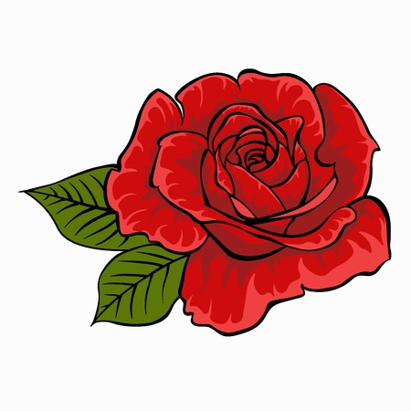 Red rose isolated flower on white background.のイラスト素材