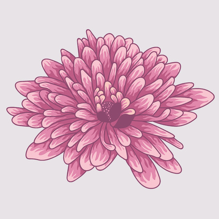 Brignt violet colored chrysanthemum. Colored and lined chrysanthemum flowerのイラスト素材