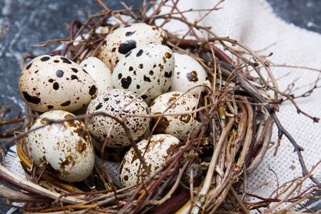 quail eggs in a nest of twigs with bay leaf on a dark background copy space close up

の写真素材