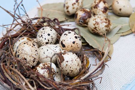 quail eggs in a nest of branches on a blue background, light fabric, Easter background, natural nutrition, bay leafの写真素材