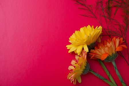 different color gerneras on the pink background yellow pink red top view copy space bright colorsの写真素材