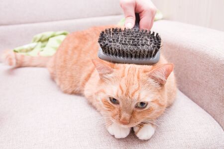 woman's hand combing a red cat's fur on a sofa
の写真素材