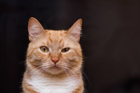 rufous red cat squinted black backgruond cute nice lovely