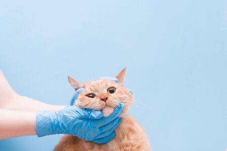 hands with disposable blue gloves are on the head of a ginger cute cat, veterinarian concept, blue background, copy space, pet osmorty medicineの写真素材